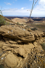 Image showing  ocean flower  plant  bush timanfaya  los volcanes  