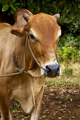 Image showing zanzibar africa front brown cow bite in   bush