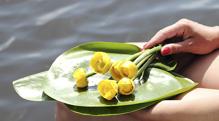 Image showing Yellow water lily