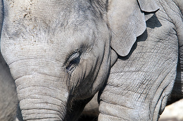 Image showing Young elephant