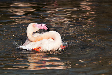 Image showing Flamingo