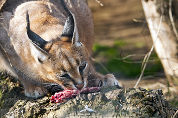 Image showing Caracal