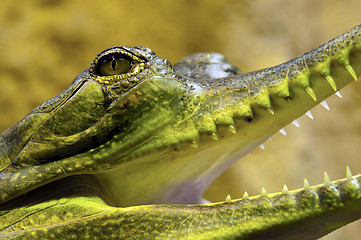 Image showing Gharial, also known as gavial