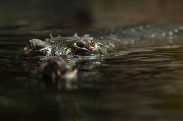 Image showing Gharial