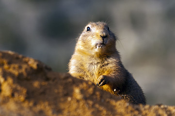 Image showing Black-tailed prairie dog