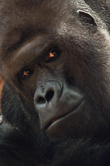 Image showing Gorilla