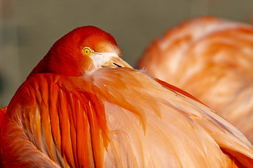 Image showing Flamingo