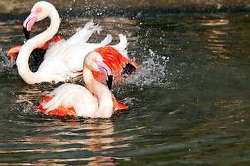 Image showing Flamingo