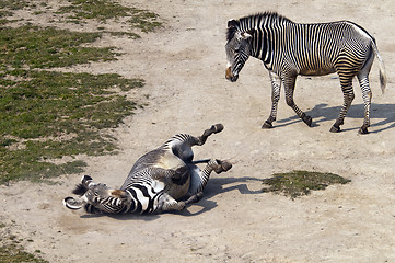 Image showing Zebras