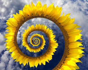 Image showing Abstract sunflower spiral