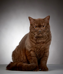 Image showing brown british short hair cat