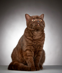 Image showing brown british short hair cat