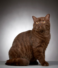 Image showing brown british short hair cat