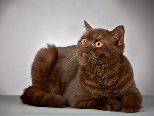 Image showing brown british short hair cat