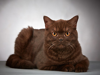 Image showing brown british short hair cat