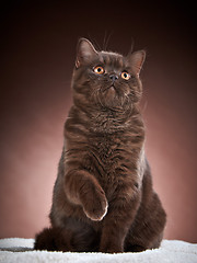 Image showing brown british short hair cat