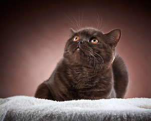 Image showing brown british short hair cat