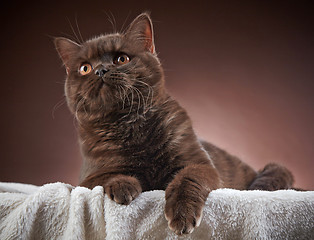 Image showing brown british short hair cat