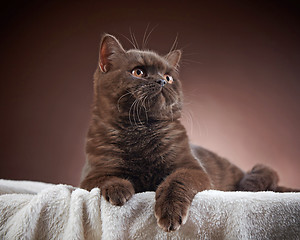 Image showing brown british short hair cat