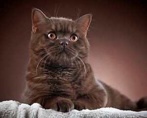 Image showing brown british short hair cat