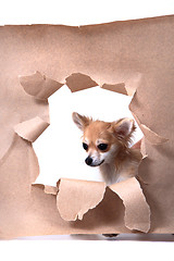 Image showing chihuahua and paper hole 