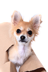 Image showing chihuahua and paper hole 