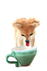 Image showing chihuahua and water drink