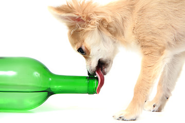 Image showing chihuahua drinking white wine 