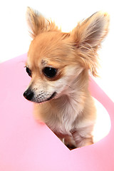 Image showing small sweet valentine chihuahua 
