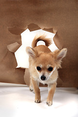 Image showing chihuahua and paper hole 