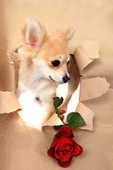 Image showing chihuahua and brown paper hole with rose 