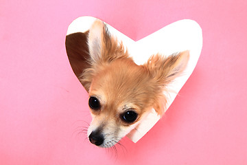 Image showing small sweet valentine chihuahua 