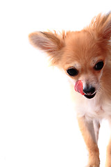 Image showing detail of chihuahua and her tongue 