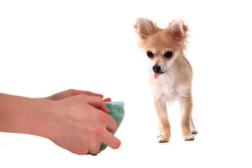 Image showing chihuahua and water drink