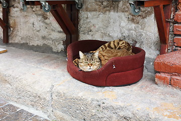 Image showing Cat with a good life.