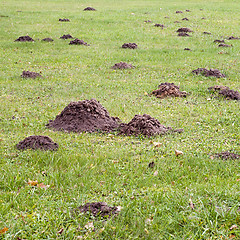 Image showing Mole mound