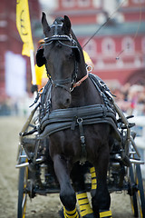 Image showing Black friesian horse carriage driving