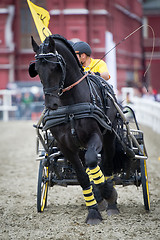 Image showing Black friesian horse carriage driving