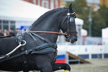 Image showing Black friesian horse carriage driving