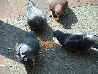 Image showing Feeding Time