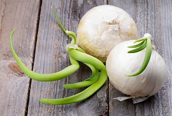 Image showing Two Sprouted Onions
