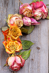 Image showing Withered Roses