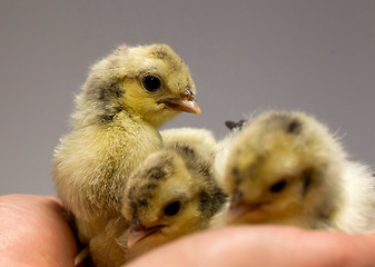 Image showing Chick on hand