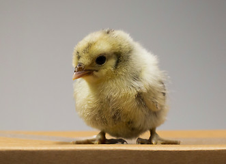 Image showing Chick on box