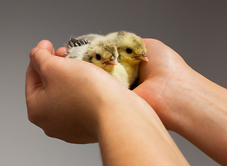 Image showing Chick on hand