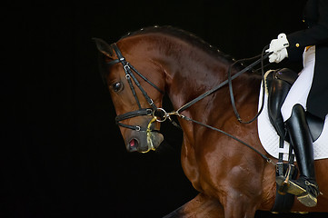 Image showing Portrait of bay dressage horse isolated