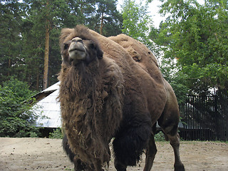 Image showing Camel