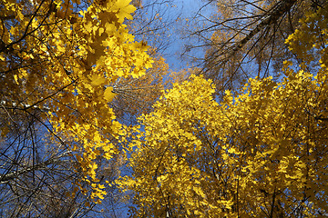 Image showing Beautiful autumn trees