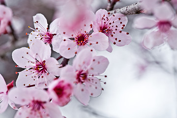 Image showing spring blossoms 