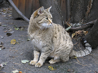 Image showing Steppe wild cat